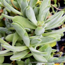 Crassula Hairy x 1 Plants Succulents Hanging Basket White Flowering Rockery Patio Balcony Groundcover Pot pubescens ssp. pubescens